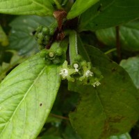 Psychotria dubia var. dubia (Wight) Alston